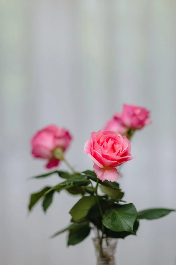 Cận cảnh một nụ hoa nhẹ nhàng của một bông hồng Trung Quốc (Rosa chinensis)
