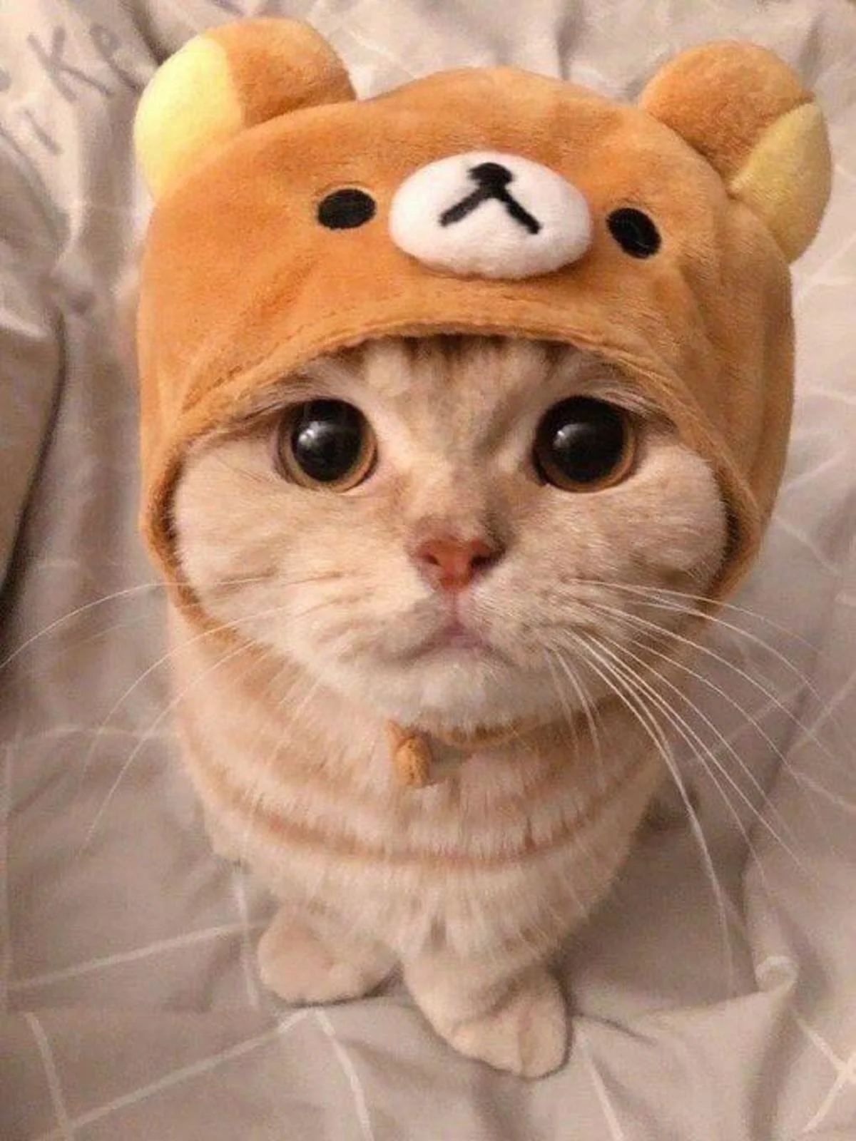 Mèo cute đội mũ gấu đáng yêu