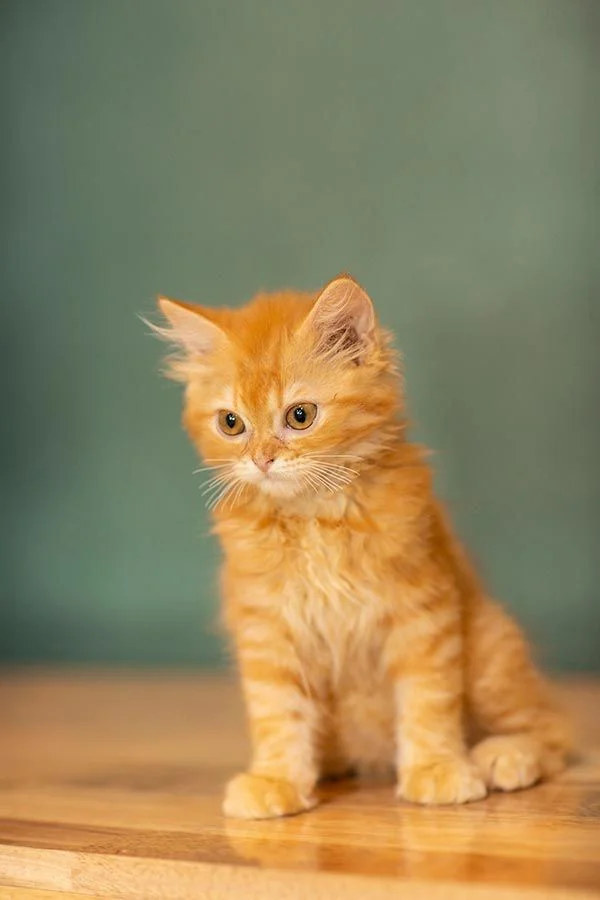 hình ảnh mèo cute với bộ lông màu cam rực rỡ và đôi mắt to tròn