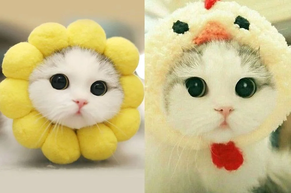 hình ảnh mèo cute đội mũ hình hoa và gà con siêu đáng yêu