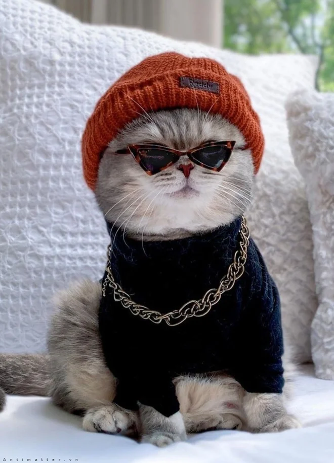Mèo cute đeo kính râm và mặc áo len