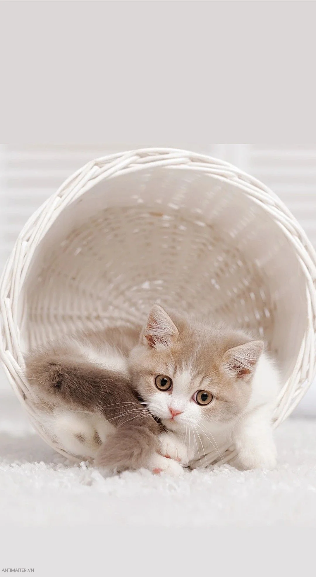 hình ảnh mèo cute đáng yêu lông trắng kem nằm trong giỏ mây trắng trên thảm lông mềm mại
