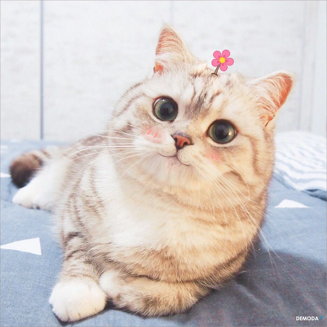 hình ảnh mèo cute dễ thương nằm trên giường với má hồng phúng phính