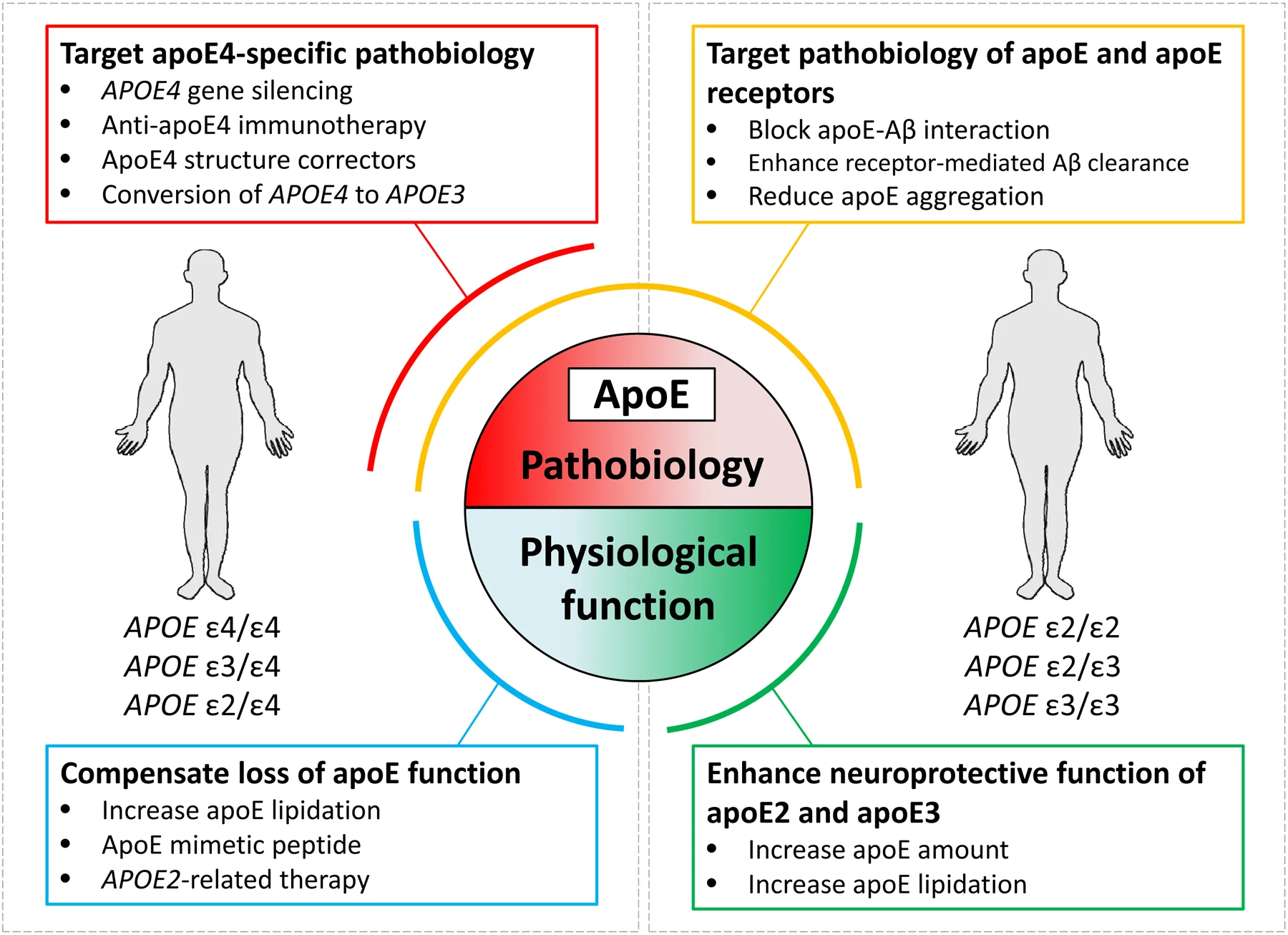 Biểu đồ pathobiology ApoE và các hướng điều trị tiềm năng