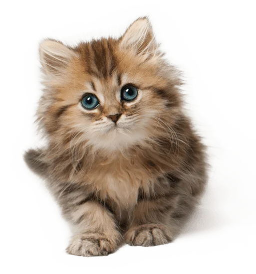 Hình Ảnh Mèo cute | Canva