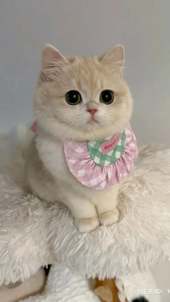 199+ Hình nền mèo cute, đẹp, ngầu 4K cho điện thoại, máy tính (2)
