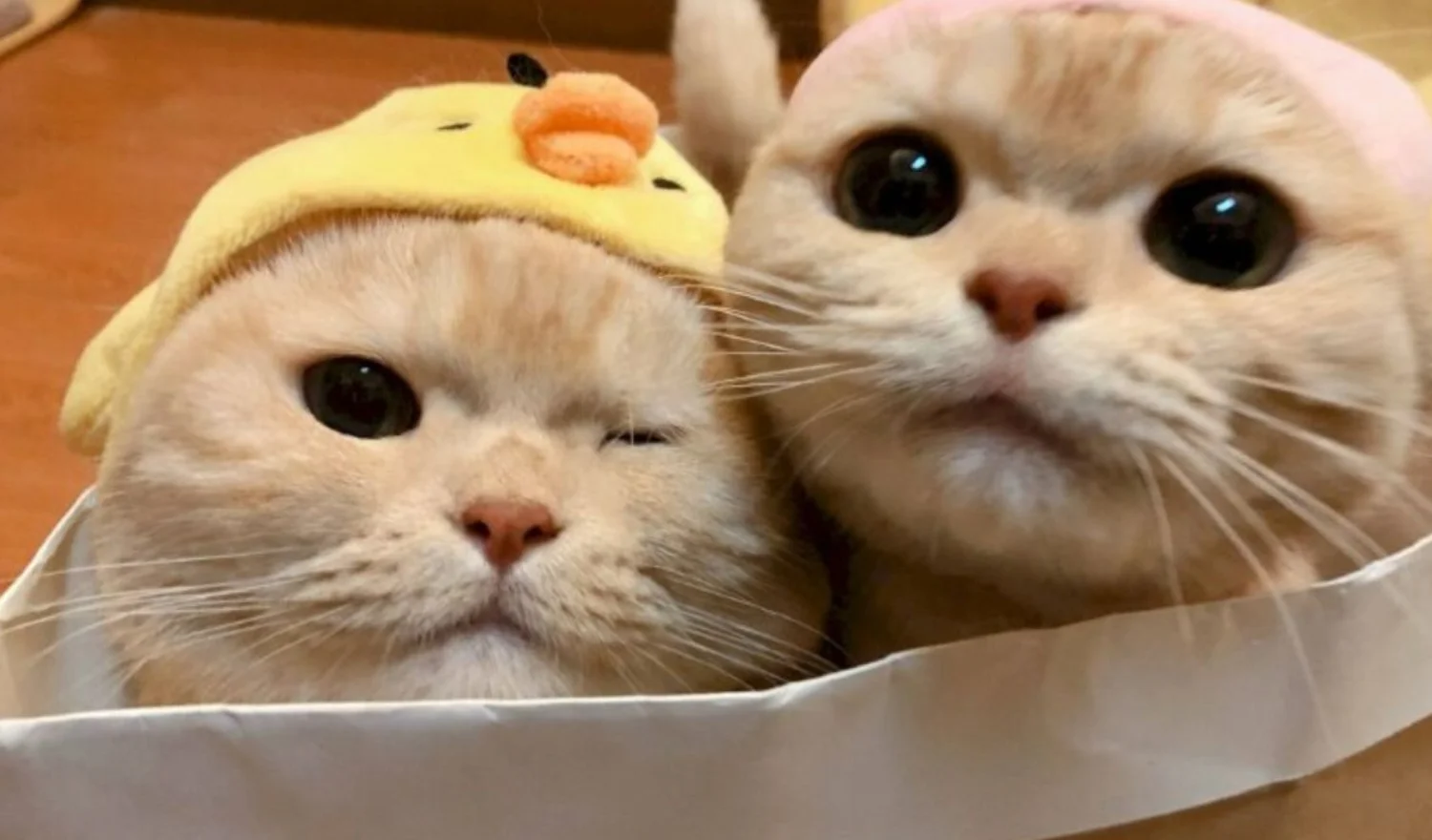 Top 200+ ảnh mèo siêu cute, đáng yêu, ngầu nhất 2025 (4)