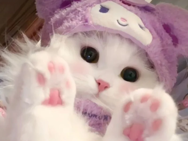 32+ hình ảnh mèo cute ngộ nghĩnh siêu đáng yêu làm avatar