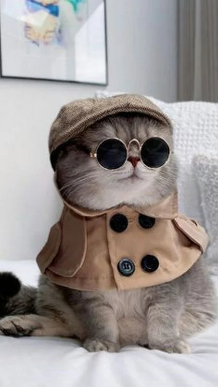 Ảnh mèo cute, bựa, ngầu đẹp, ngộ nghĩnh, đáng yêu nhất