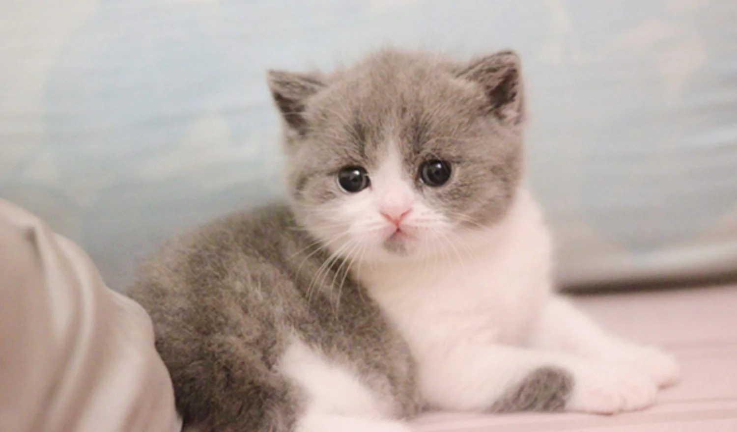 Top 200+ ảnh mèo siêu cute, đáng yêu, ngầu nhất 2025 (2)