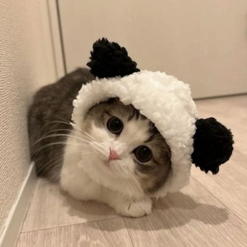 99+ Avatar ảnh mèo cute, đáng yêu, ngộ nghĩnh siêu hot