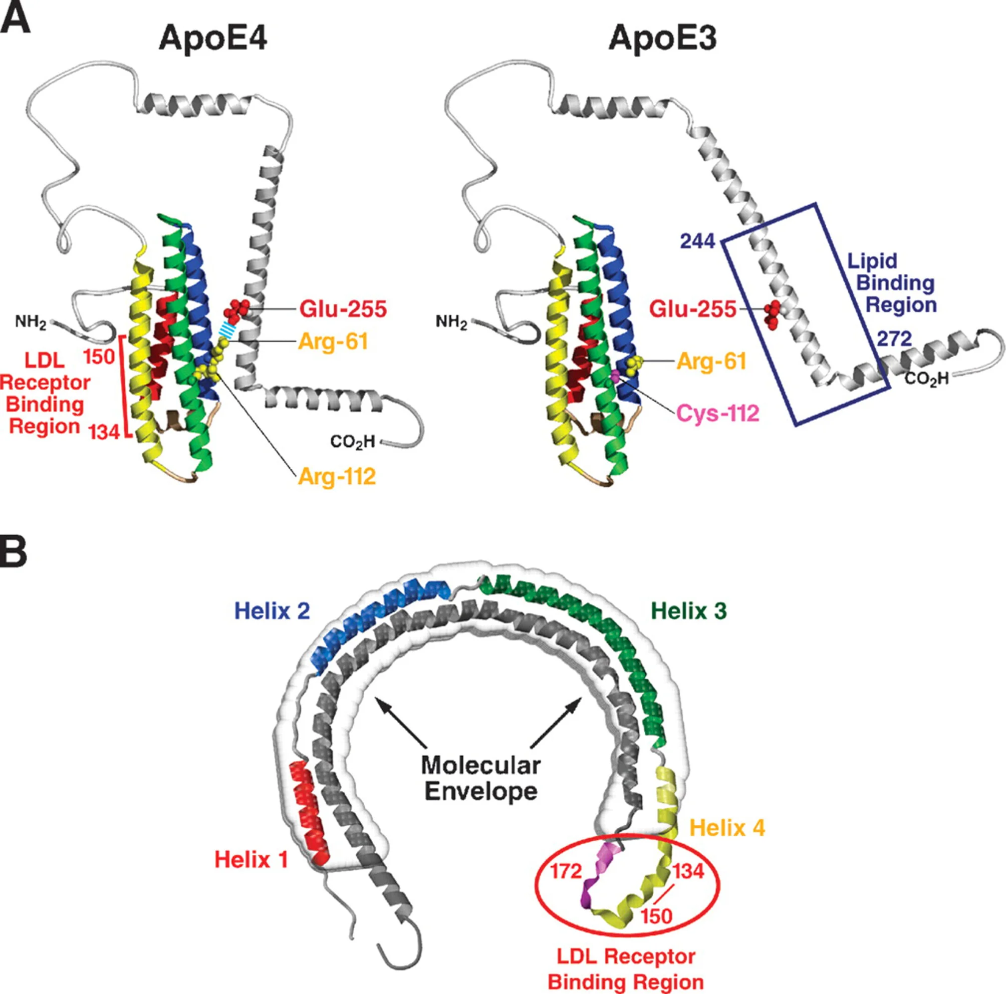 Sơ đồ cấu trúc ApoE4 và ApoE3 với xoắn helix và vùng gắn LDL