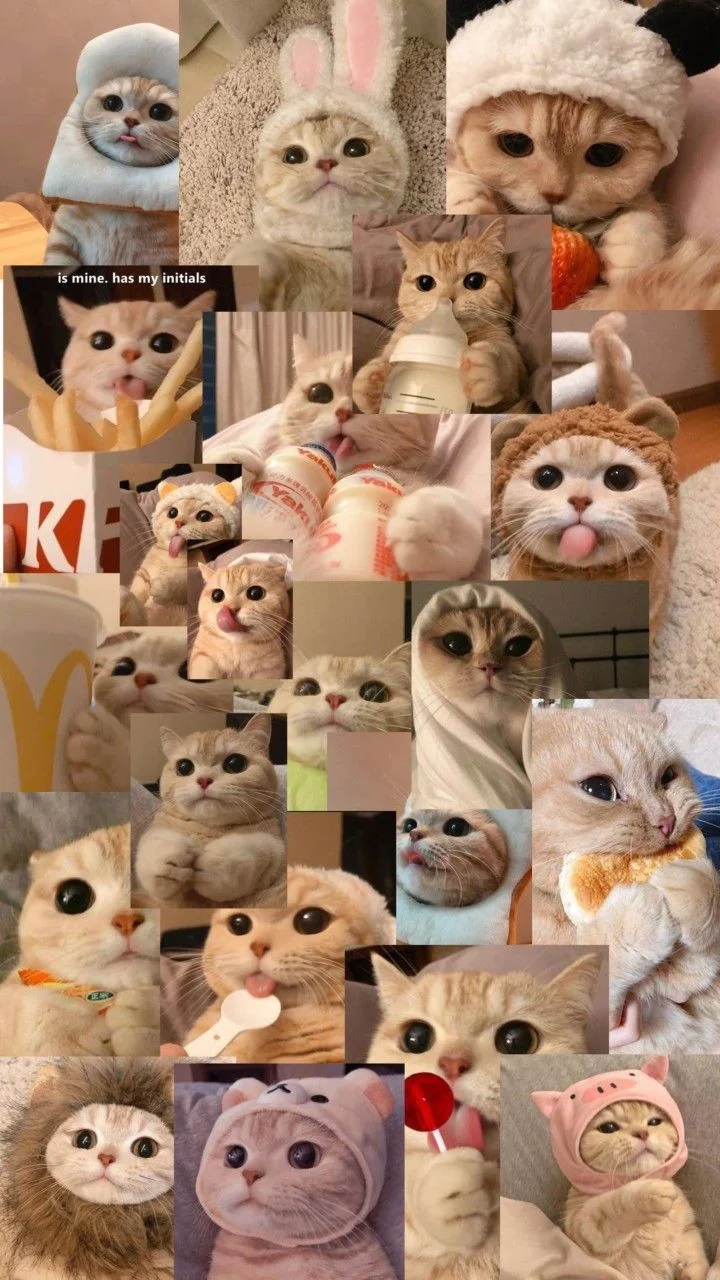 199+ Hình nền mèo cute, đẹp, ngầu 4K cho điện thoại, máy tính (3)