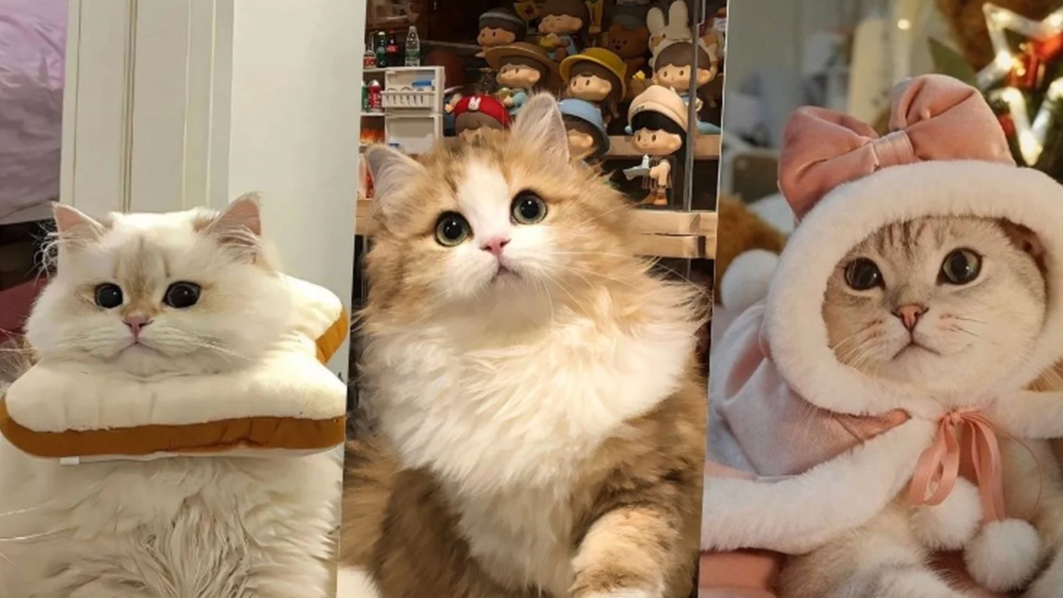 Top 200+ ảnh mèo siêu cute, đáng yêu, ngầu nhất 2025 (3)