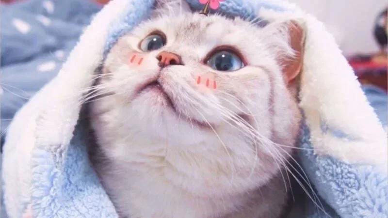 99 + Ngộ nghĩnh ảnh mèo cute khiến bạn "tan chảy" vì quá dễ thương