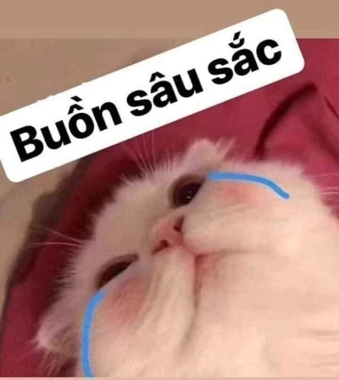 Khám phá ảnh mèo cute meme đáng yêu để thư giãn mỗi ngày