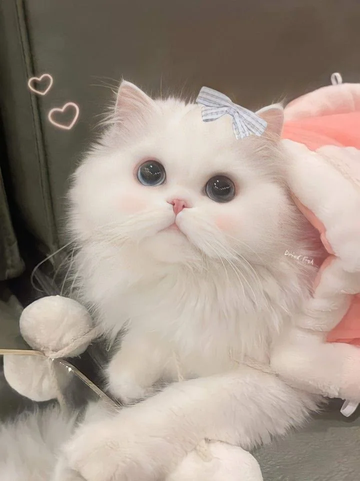 Ảnh Mèo Cute Dễ Thương