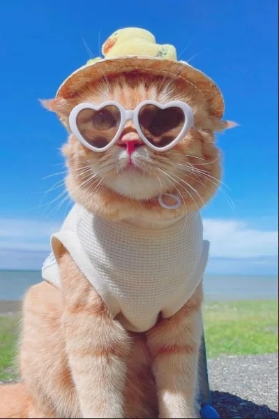 101+ avatar ảnh mèo cute, dễ thương, hài hước, cool ngầu (3)