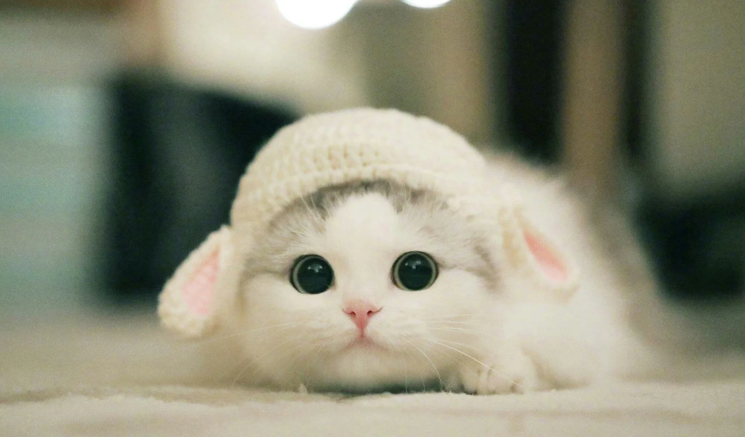 Top 200+ ảnh mèo siêu cute, đáng yêu, ngầu nhất 2025