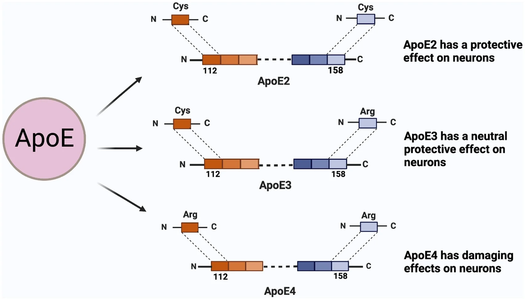 Cấu trúc ba isoform ApoE2 ApoE3 ApoE4 và tác động lên nơron