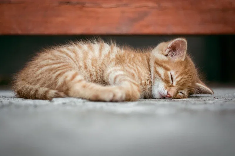 99 + Ngộ nghĩnh ảnh mèo cute khiến bạn "tan chảy" vì quá dễ thương (2)