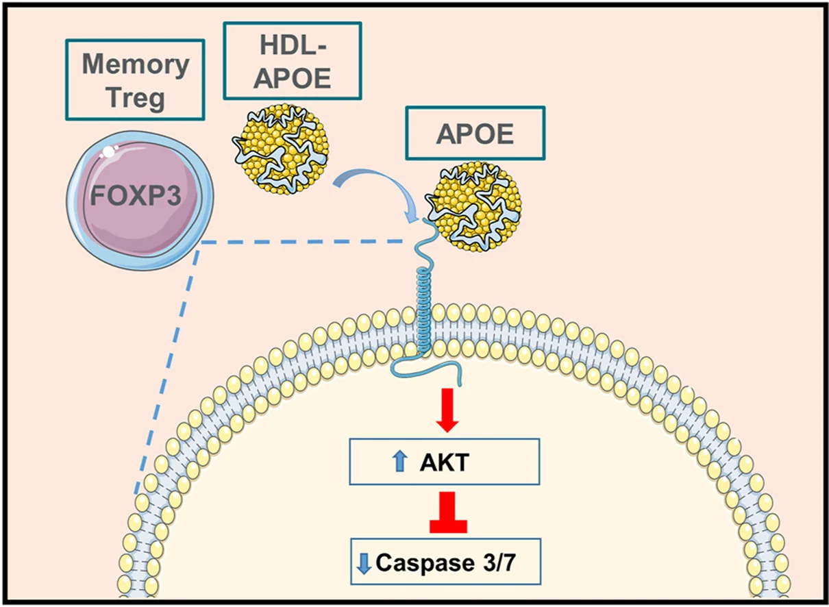 Sơ đồ HDL-APOE điều hòa Treg qua FOXP3 AKT caspase