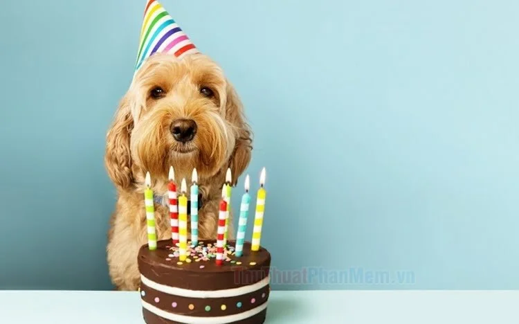 Hình ảnh chúc mừng sinh nhật cute, đáng yêu