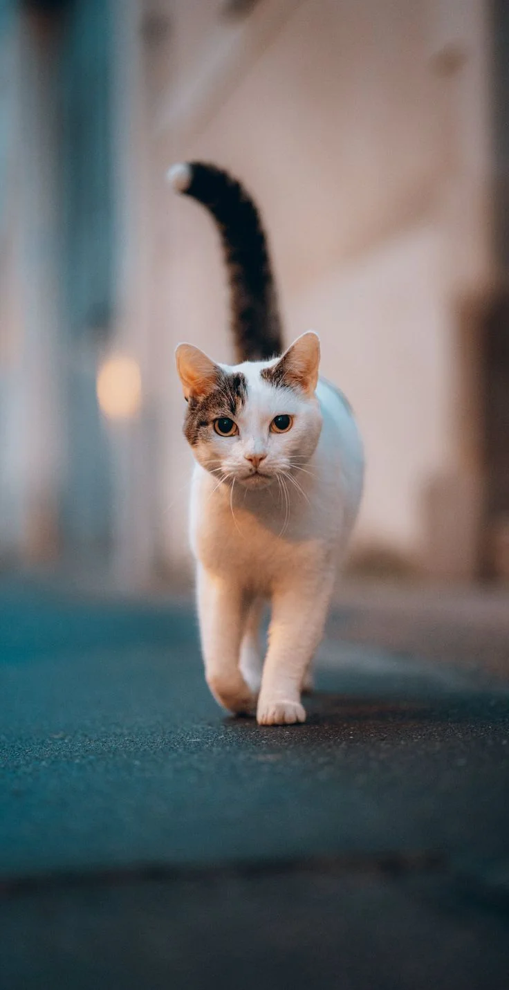 Hình nền mèo cute cho điện thoại | Gatti, Animali, Tatuaggio di gatto