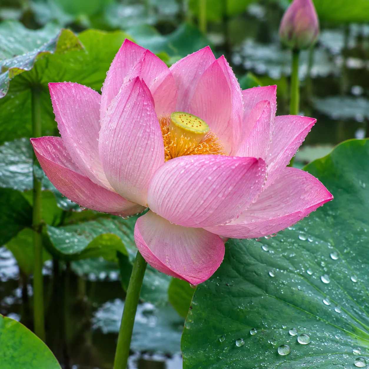 Mẫu hình ảnh hoa sen thứ 7