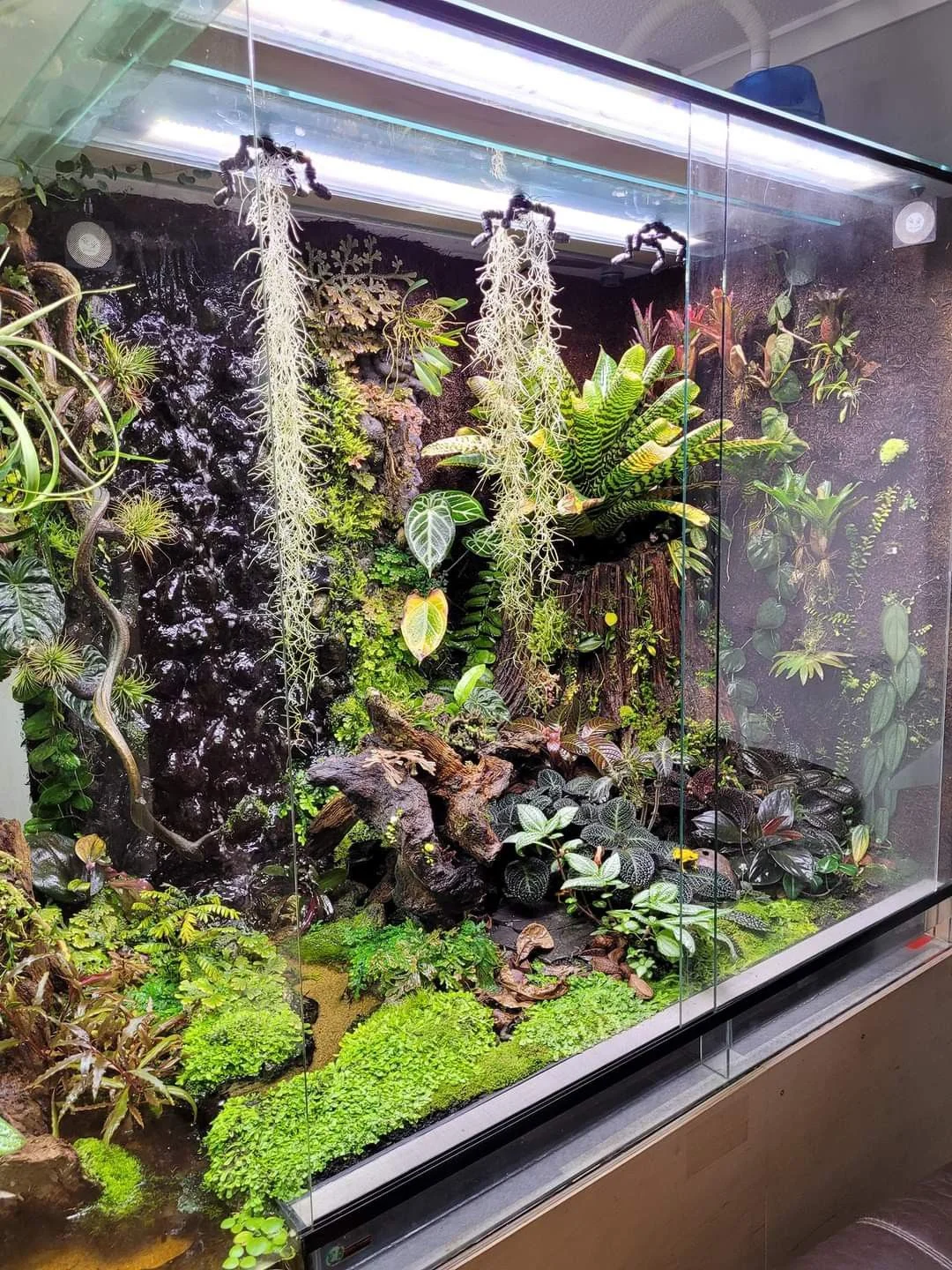 Bể terrarium lớn với rêu, dương xỉ và cây nhiệt đới trên nền đá