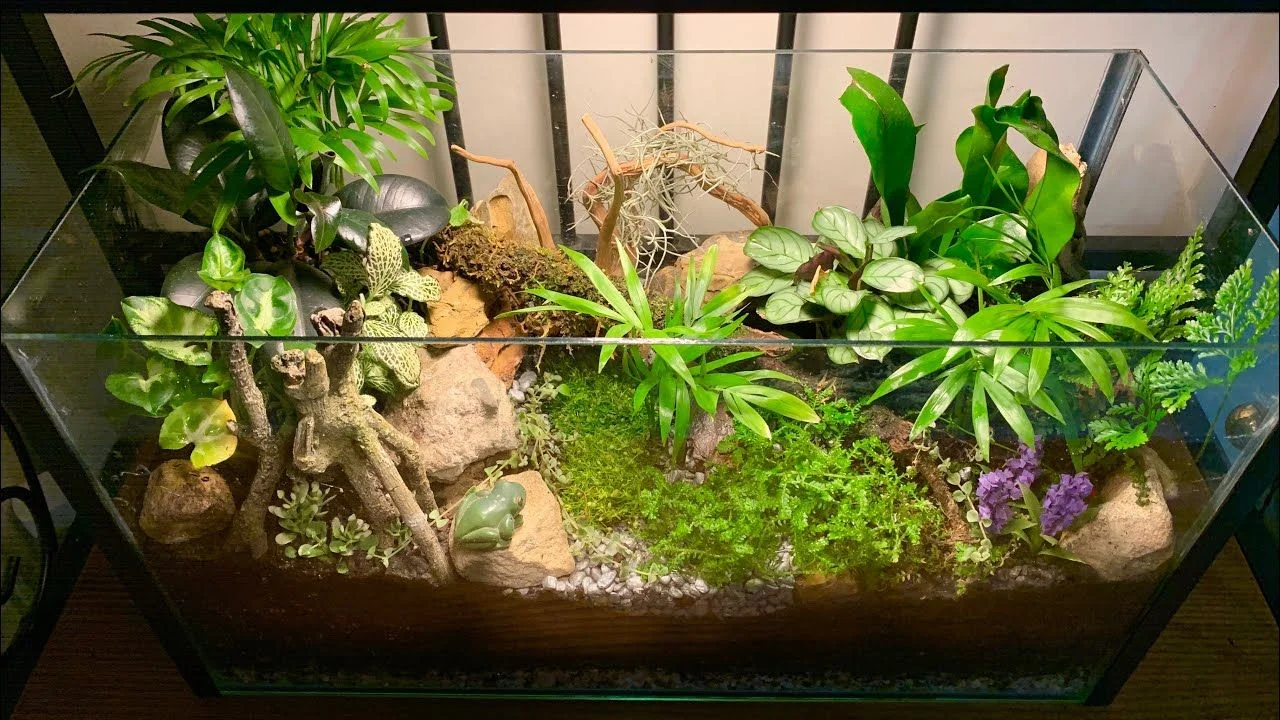 Bể terrarium thủy sinh trồng cây nhiệt đới trên nền đá và lũa