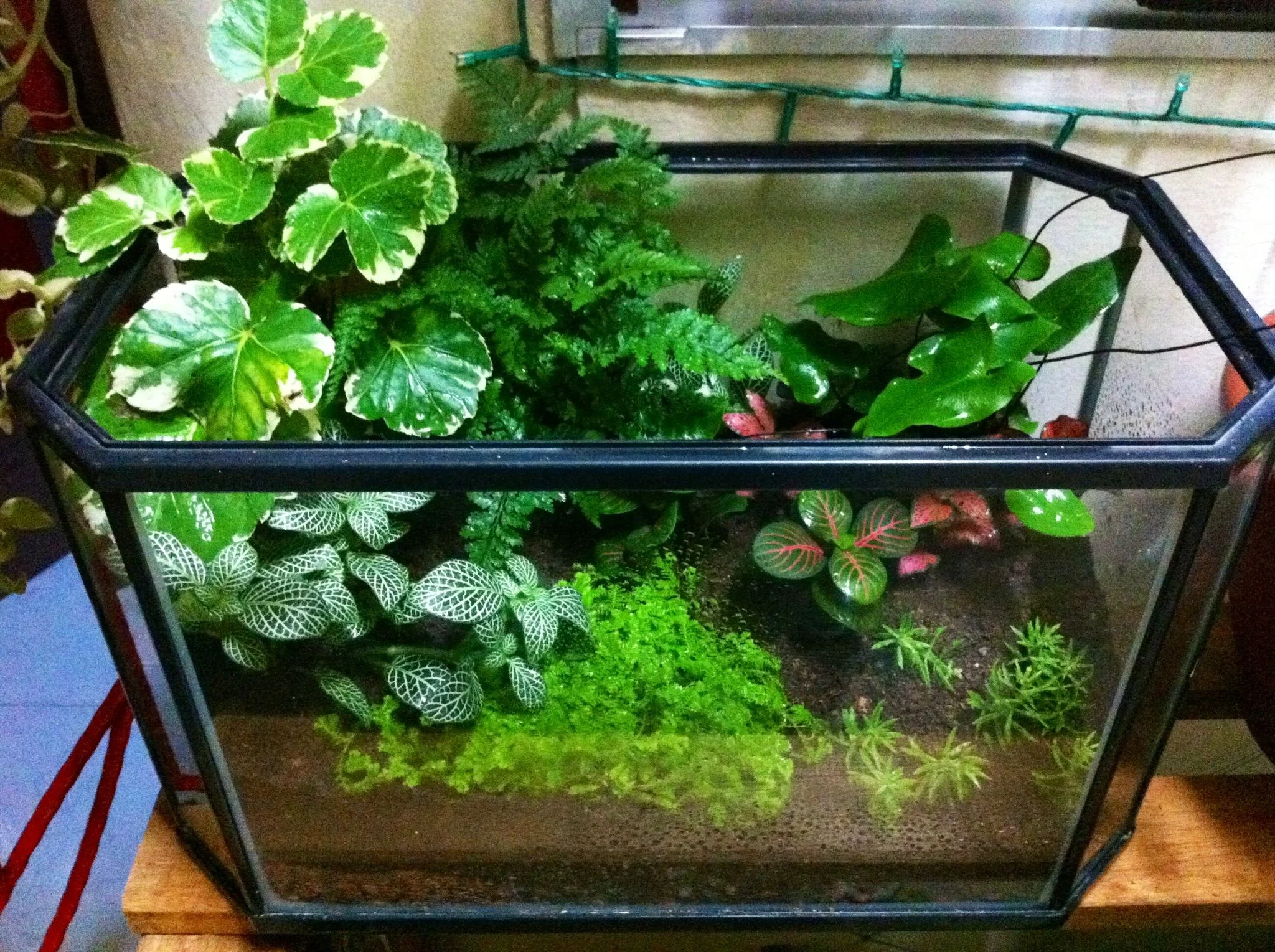 Bể terrarium dạng lục giác trồng cây lá xanh và rêu