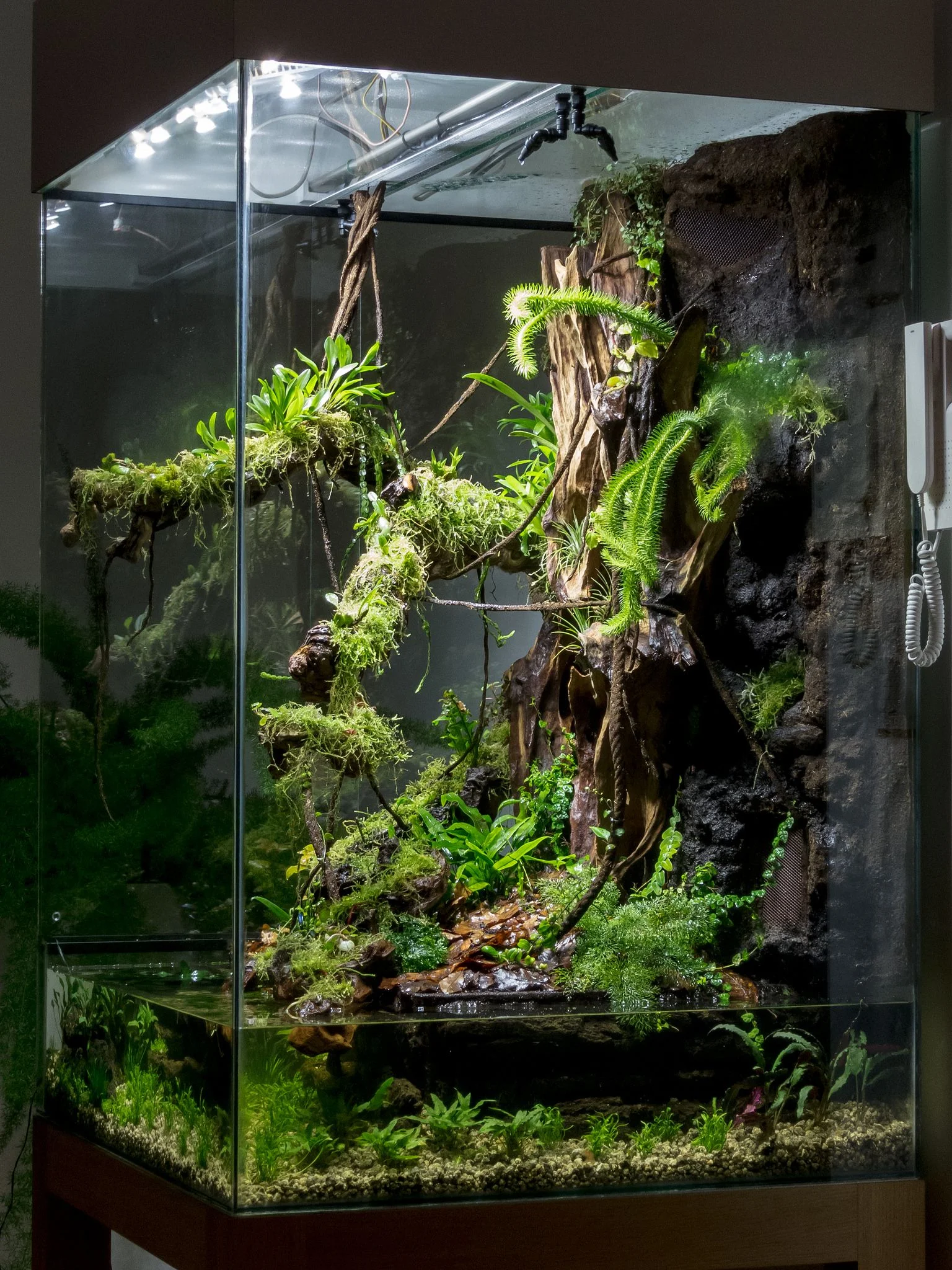 Bể terrarium cao trồng rêu, dương xỉ và cây trên gỗ lũa
