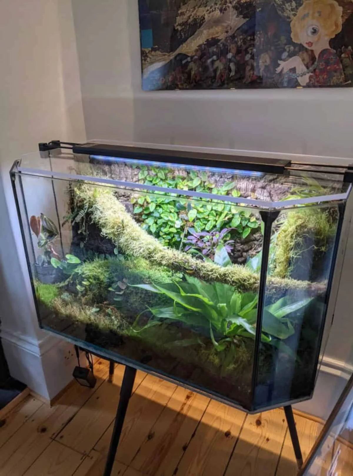 Bể terrarium trồng rêu và cây nhiệt đới trên giá đỡ bằng gỗ