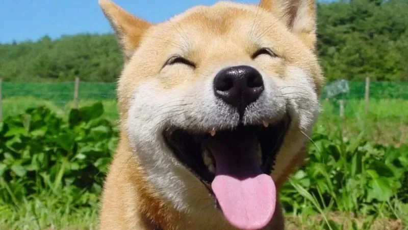 100+ Hình Ảnh Chó Cute Dễ Thương Nhất: Chó Con Cute, Shiba C - chó làm những hành động kỳ quặc khiến chúng ta bật cười - hình 3