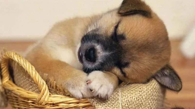 Những hình ảnh con chó béo mũm mĩm dễ thương - hình 1
