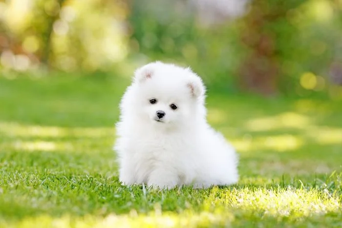 Những hình ảnh đáng yêu của các chú cún