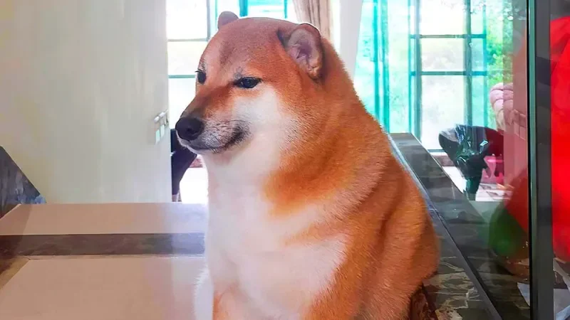 100+ Hình Ảnh Chó Cute Dễ Thương Nhất: Chó Con Cute, Shiba C - chó làm những hành động kỳ quặc khiến chúng ta bật cười - hình 1