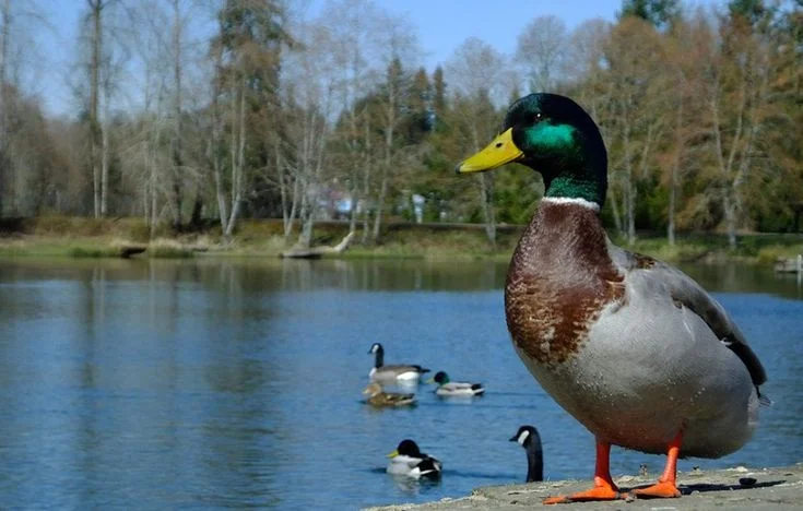 50 Hình ảnh con vịt đẹp nhất - Ảnh động vật | Lake duck background hd, Mallard