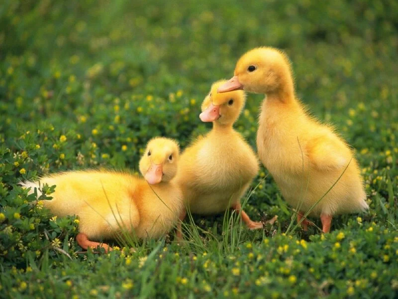 101 hình con vịt dễ thương, cute nhất, chất lượng cao, tải miễn phí