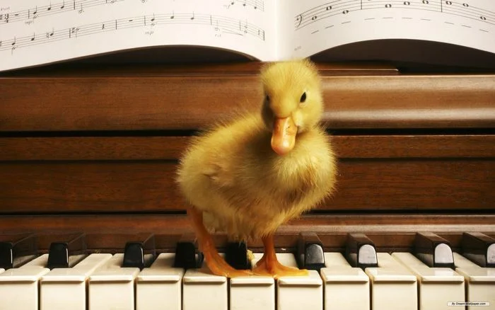 Vịt con đứng trên phím đàn piano