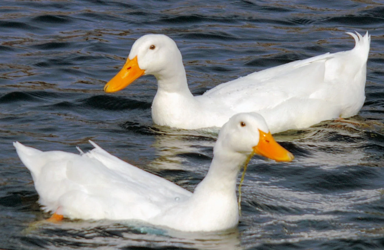 HÌNH ẢNH MẦM NON: HÌNH ẢNH CON VỊT ĐẸP