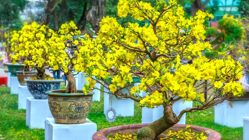 Sưu tập hình ảnh hoa mai Tết đẹp mắt, giúp không gian thêm rực rỡ