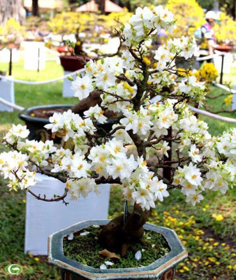 Hình ảnh hoa mai trắng bonsai tuyệt đẹp trong chậu tại triển lãm xuân