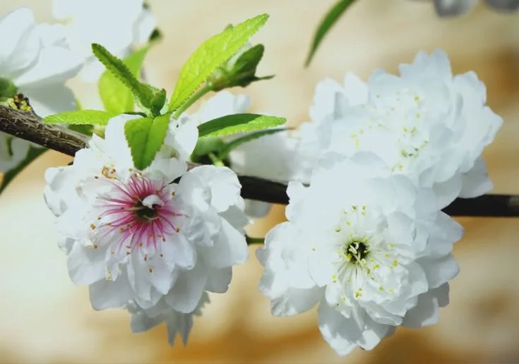 Hình ảnh hoa mai trắng đẹp nhất