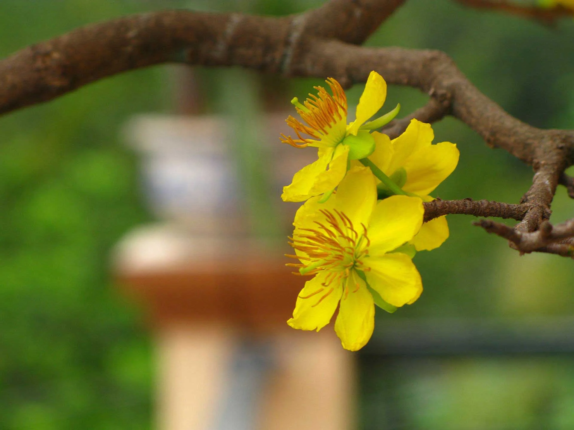 Hoa mai vàng nở trên cành cây khô