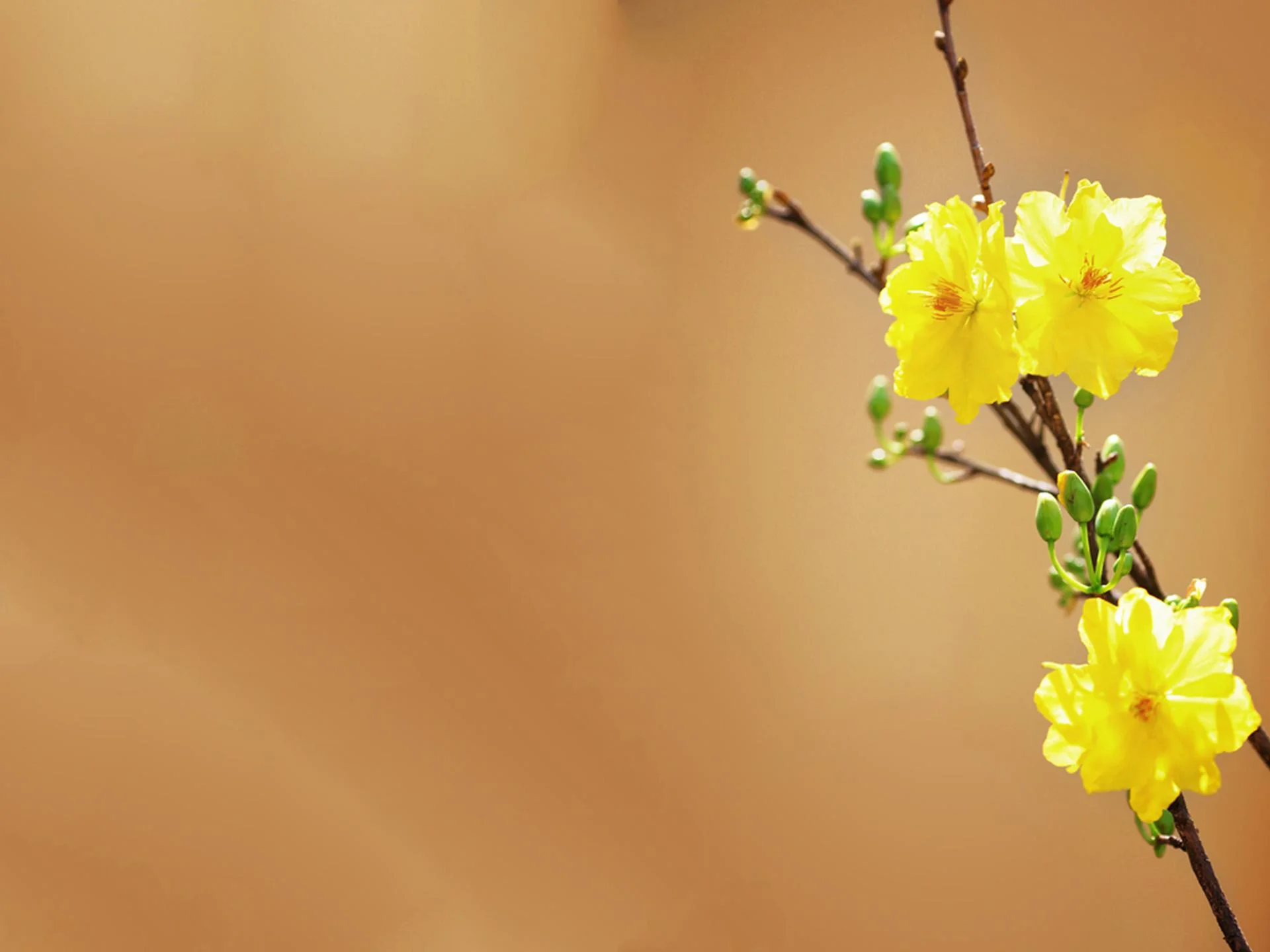 Nhánh hoa mai vàng trên nền màu nhạt