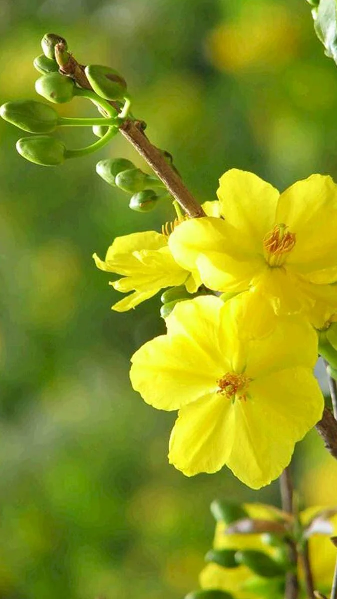 Nhành hoa mai vàng với nụ và hoa đang nở
