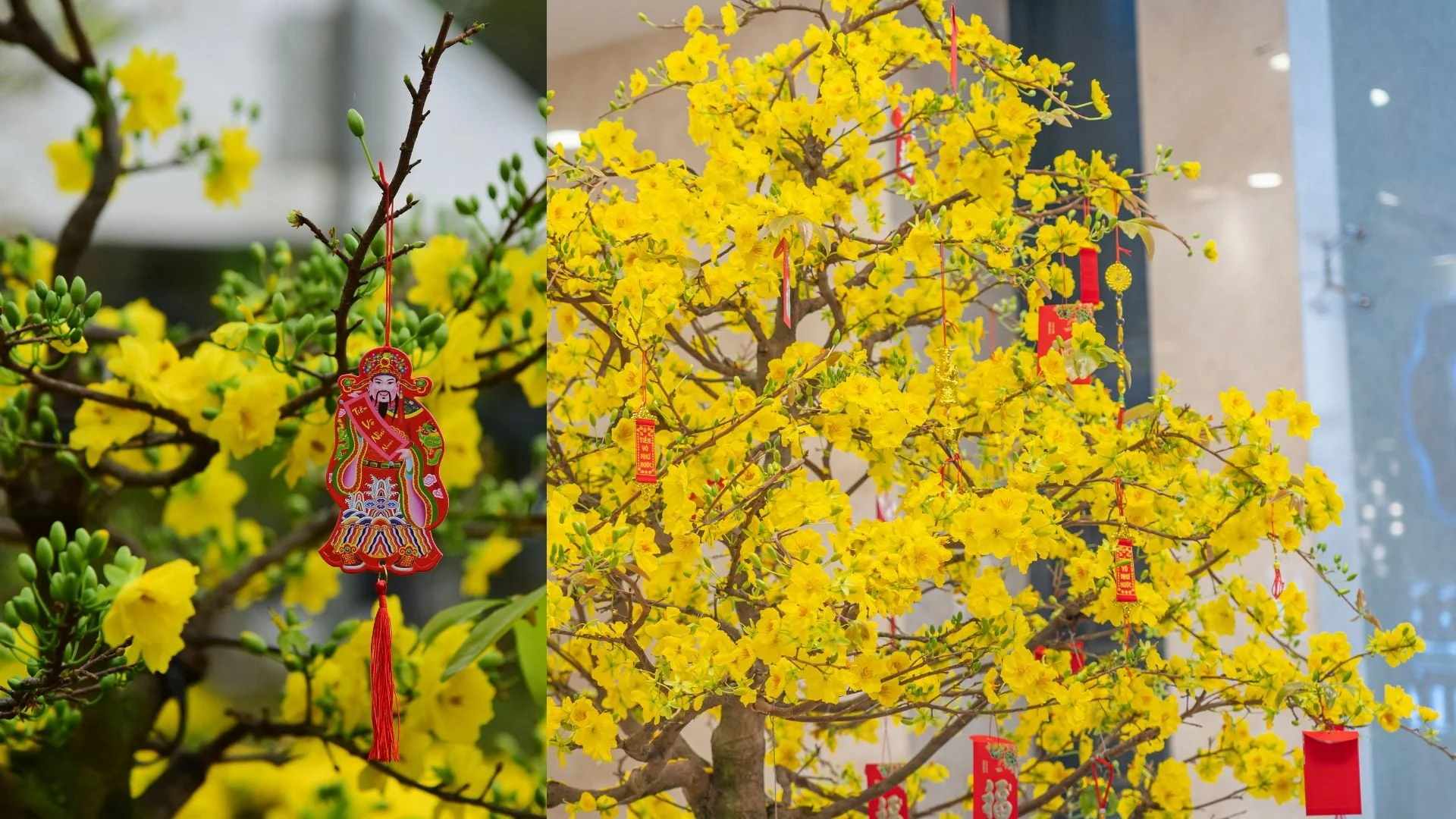 Cành hoa mai vàng rực rỡ treo phụ kiện trang trí ngày Tết