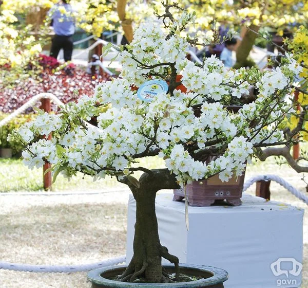hình ảnh hoa mai trắng bonsai tuyệt đẹp được trưng bày trong vườn